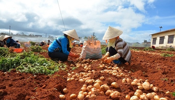 Cấm cửa nông sản Trung Quốc “đội lốt” hàng Việt tuồn vào Đà Lạt
