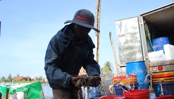 Quảng Nam: Hỗ trợ 35 vạn tôm giống cho trường hợp tôm chết trắng bất thường ở Núi Thành