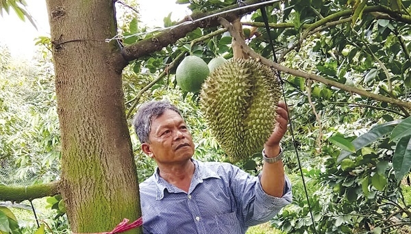 Sầu riêng miền Tây điêu đứng vì hạn mặn