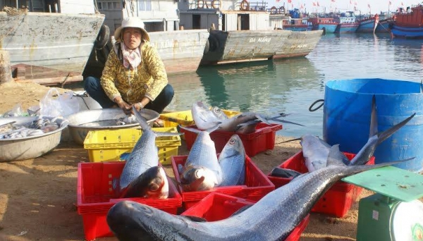 Rộn ràng chợ cá ở Lý Sơn