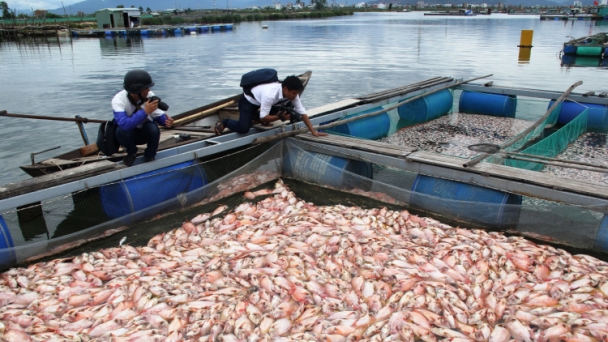 Đà Nẵng: Nghi nước xả ô nhiễm khiến hàng chục tấn cá nuôi lồng chết trắng