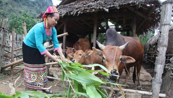 Tăng mức cho vay hộ gia đình vùng khó khăn lên 50 triệu đồng