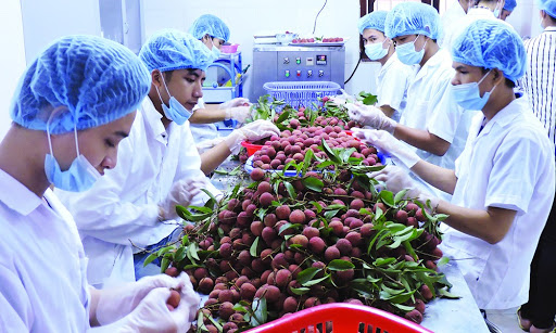 Để nông sản Việt tận dụng được nhiều lợi thế khi vào EU