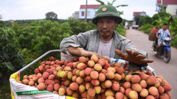 Sầu riêng, vải thiều lần lượt được bán trên các sàn thương mại điện tử