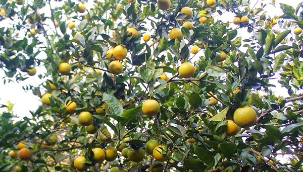 Xây dựng, áp dụng tiêu chuẩn nông nghiệp hữu cơ Nhật Bản (JAS) – Hướng đi bền vững cho trái cam Vinh