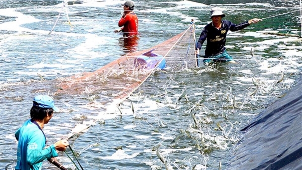 Xuất khẩu tôm năm 2021 “vượt bão”, về đích suôn sẻ