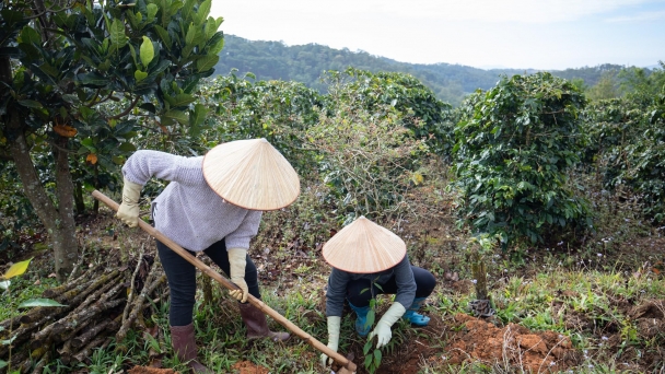 Tiềm năng phát triển mô hình vườn rừng tại Việt Nam