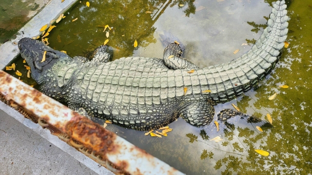 Danh tính người đàn ông nuôi 'vua cá sấu' 500kg lớn nhất Việt Nam trong trang trại 10.000m2, tuổi đời 30 năm, dài gần 5m