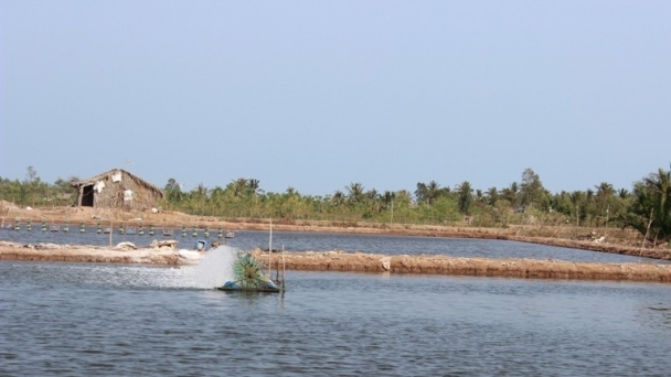 Xây dựng Ninh Thuận thành trung tâm sản xuất tôm giống chất lượng cao của cả nước