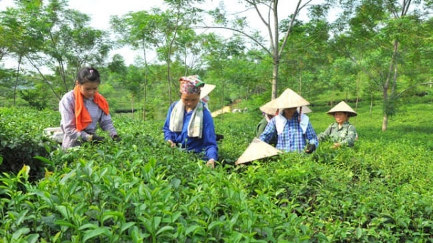 Tuyên Quang: Nâng tầm sản phẩm công nghiệp nông thôn