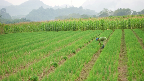 Chiêm Hóa duy trì các vùng sản xuất rau an toàn