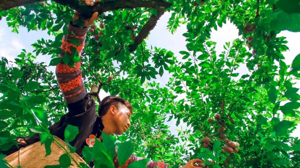 Ngày hội hái quả gắn với bảo vệ môi trường tại Mộc Châu