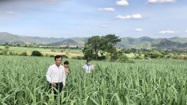 Gia Lai: Nông dân đã vươn lên thoát nghèo, làm giàu bền vững