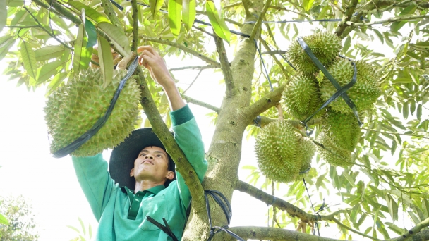 Khánh Hòa: Phát triển nông nghiệp ứng dụng công nghệ cao, sinh thái, bền vững