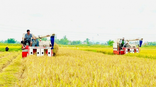 Quảng Nam: Nâng cao năng suất, tăng giá trị cây trồng hiệu quả