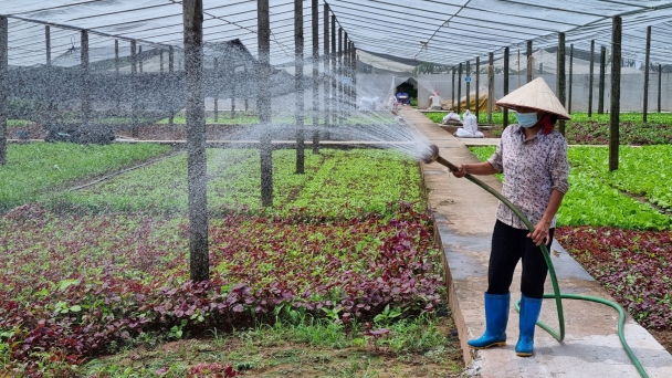 Sản xuất rau an toàn theo tiêu chuẩn VietGAP gắn với thương hiệu OCOP