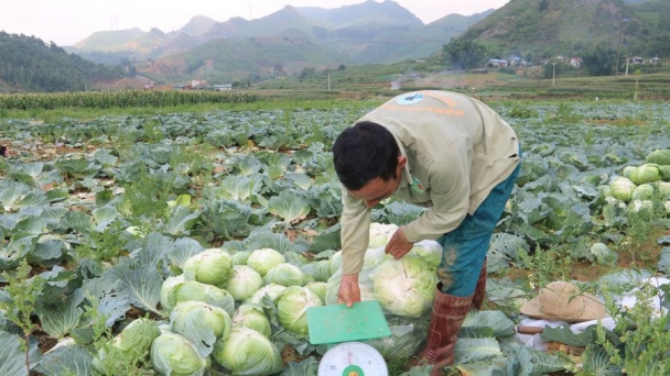 Tiềm năng từ mô hình trồng rau bắp cải cho năng suất cao, chất lượng an toàn