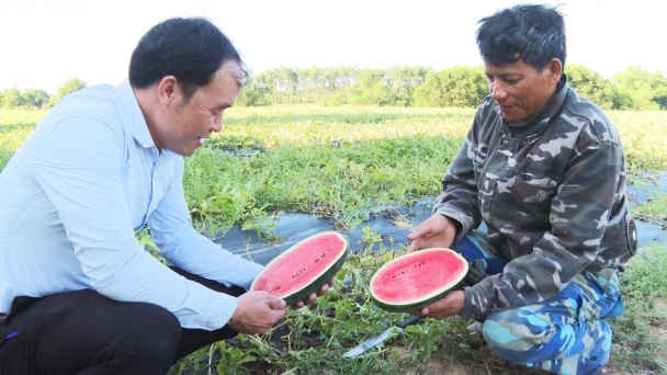 Áp dụng khoa học kỹ thuật trồng dưa hấu: Chất lượng đảm bảo, năng suất cao hơn