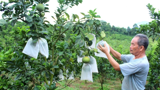 Phát triển cây ăn quả theo hướng nâng cao chất lượng và giá trị, hướng tới bền vững