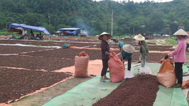 Nâng cao năng suất chất lượng, phát triển bền vững cây hồi xứ Lạng