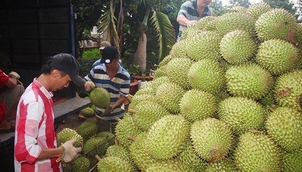 Nâng cao chất lượng vùng chuyên canh sầu riêng, tăng năng suất, đạt chuẩn xuất khẩu