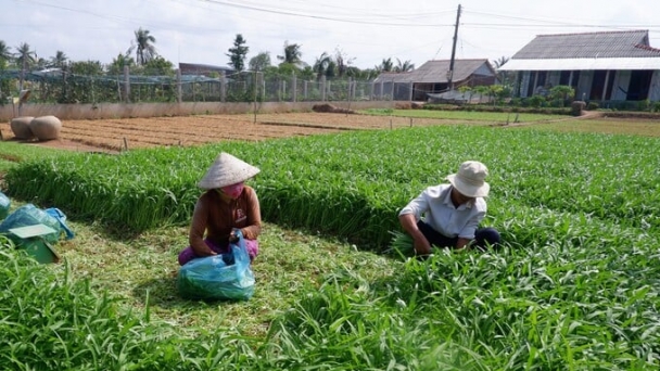 Phát triển nông nghiệp theo hướng hàng hóa, tập trung, năng suất, chất lượng, hiệu quả