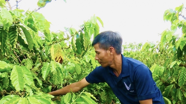 Nông dân Đak Đoa áp dụng khoa học kỹ thuật vào sản xuất để nâng cao năng suất cây trồng, cải thiện thu nhập