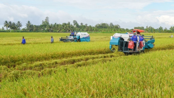 Trồng lúa chất lượng cao giảm phát thải đến 12 tấn CO2/ha