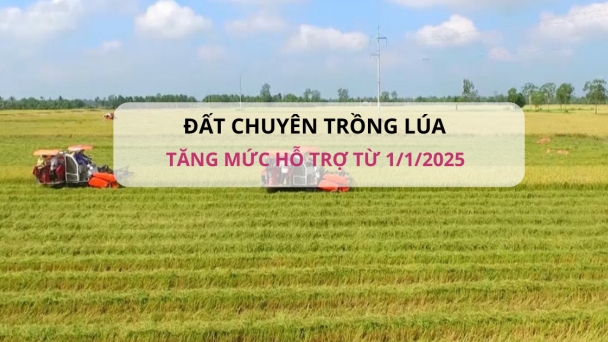 Từ 1/1/2025 sẽ tăng mức hỗ trợ đối với đất chuyên trồng lúa