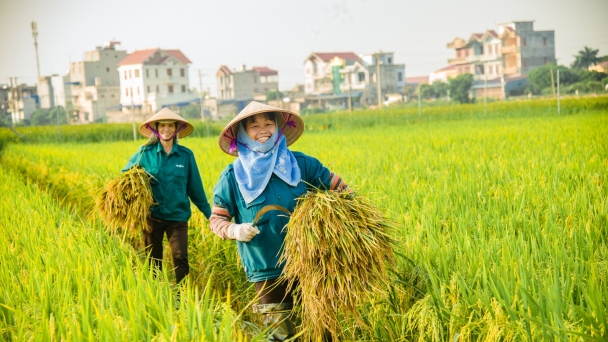 Chính sách hỗ trợ phát triển tổ hợp tác, hợp tác xã, liên hiệp hợp tác xã