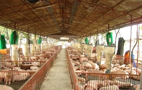 Đề xuất giải pháp tăng nhập khẩu sản phẩm nông nghiệp từ Mỹ