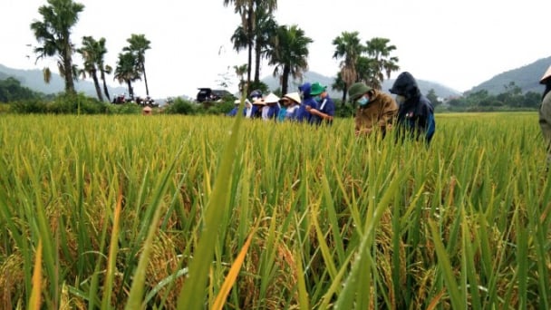 Sản xuất lúa hữu cơ cho năng suất và lợi nhuận vượt trội