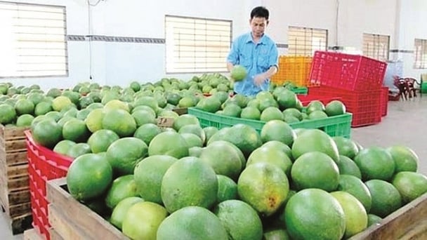 Bưởi của Việt Nam chính thức vào siêu thị Hàn Quốc