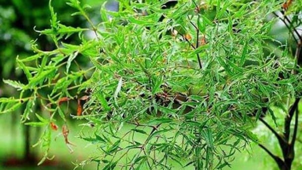 Cây trồng ở bờ rào được ví như 'nhân sâm dành cho người nghèo', xưa không ai ăn nay thành đặc sản ở thành phố, tốt cho sức khỏe