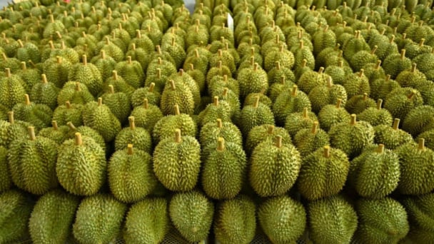 Ứng dụng nhiều biện pháp kỹ thuật phát triển sầu riêng