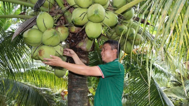 Vĩnh Long: Xây dựng mã số vùng trồng, truy xuất nguồn gốc và sản xuất theo tiêu chuẩn GAP