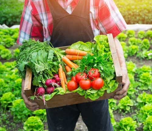 Nông nghiệp hữu cơ: Hành trình kiến tạo niềm tin từ những nguyên tắc bền vững