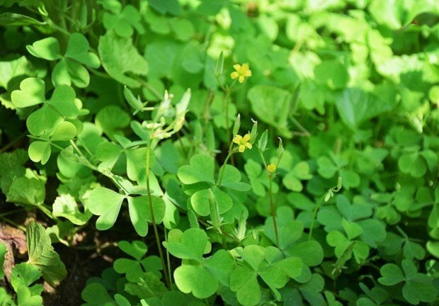 Cây dại mọc bờ rào xưa không ai ngó ngàng, nay thành đặc sản được ưa chuộng giá 60.000 đồng/kg, quanh năm đều có