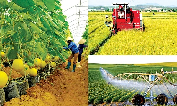 Phát triển nông nghiệp bền vững, nâng cao chất lượng, giá trị gia tăng