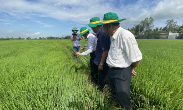 Ngành gạo Việt Nam cần cẩn trọng trước bài toán bị “ép giá” của thương nhân nước ngoài