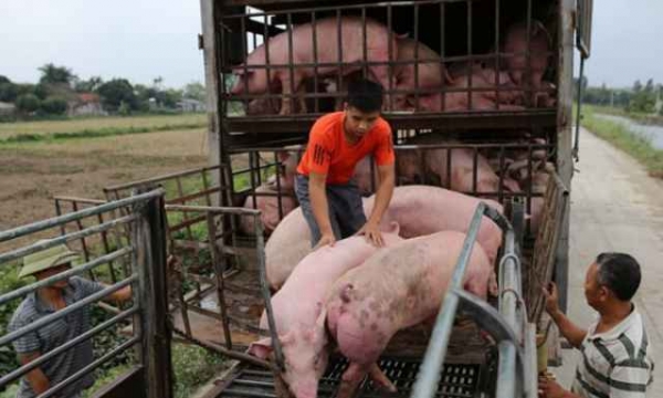 Phát hiện dịch tả lợn châu Phi, Việt Nam tạm ngừng nhập khẩu lợn sống từ Thái Lan