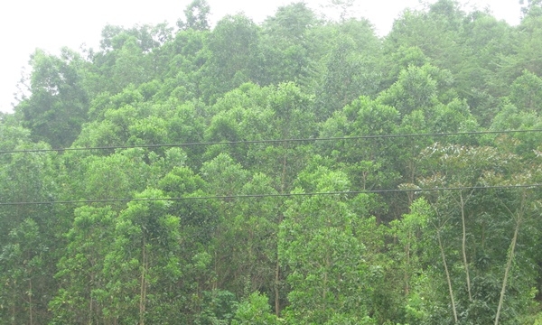 Hà Giang ban hành đơn giá và tiêu chuẩn kỹ thuật các loại cây trồng rừng