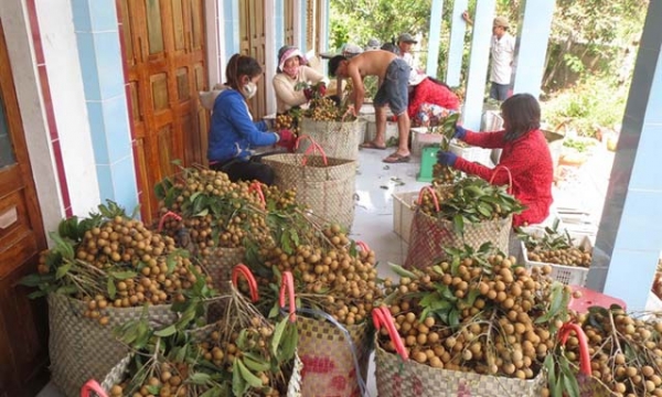 Cung cầu nông sản cho các tỉnh phía Nam: Dư thừa hàng trái cây, sản phẩm chăn nuôi và thủy sản