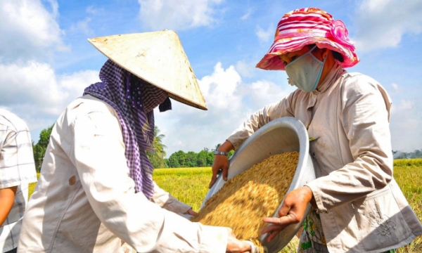 Ngành nông nghiệp đề nghị Chính phủ tăng thu mua dự trữ lúa hè thu