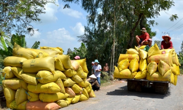 Ngân hàng nhà nước yêu cầu các ngân hàng thương mại hỗ trợ doanh nghiệp,  thu mua, tạm trữ thóc, gạo tại Khu vực Đồng bằng sông Cửu Long.