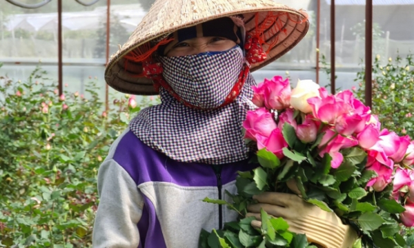 Lâm Đồng: Ước tính hàng triệu cành hoa, hàng trăm tấn hoa quả và rau các loại đến vụ đang cần được hỗ trợ tiêu thụ
