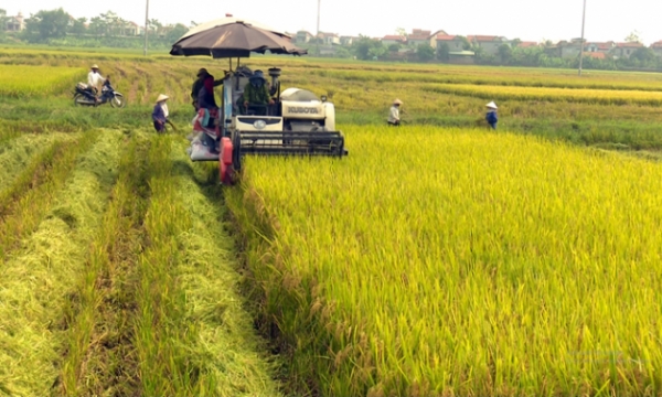 Nông nghiệp Việt Nam ứng phó kịp thời trong đại dịch Covid – 19