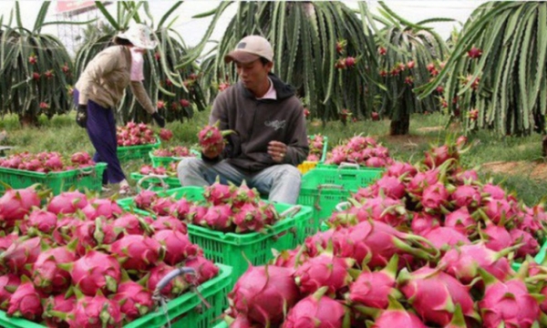 Việt Nam còn nhiều tiềm năng tăng trưởng xuất khẩu rau quả