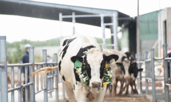 Nutifood đăng ký sáng chế thức ăn bổ sung thảo mộc cho bò sữa