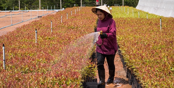 ADB đầu tư vào Quỹ Rừng nhiệt đới châu Á số 2 để thúc đẩy lâm nghiệp bền vững